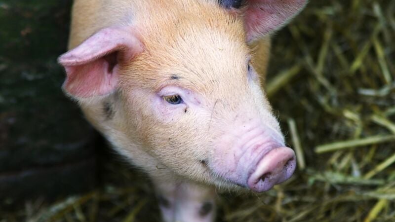 So zähmt man den inneren Schweinehund